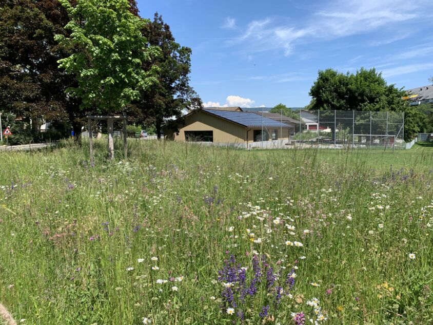 Spielplatz Binzenhof: 2018 neu erstellte artenreiche Blumenwiese